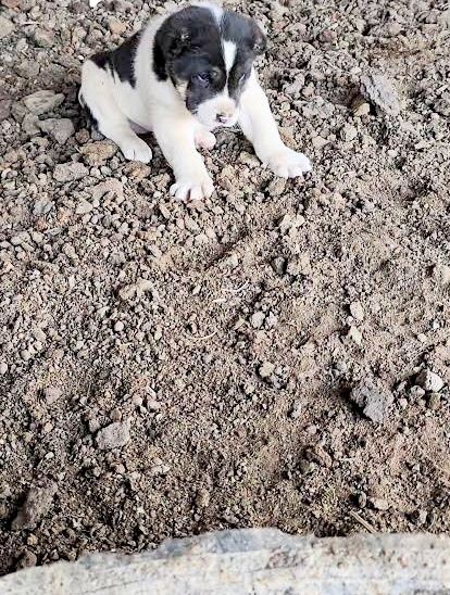 Қазақы күшік бар