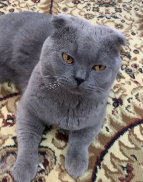 Er va xotin sorish Dick video