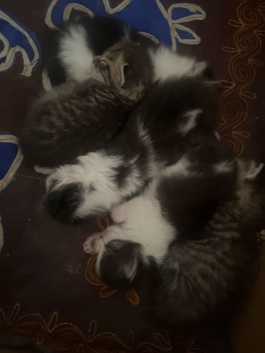 Котят отдам даром 5 шт