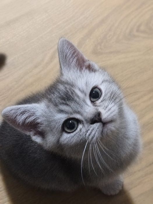 Шотландские котята мальчики и девочка