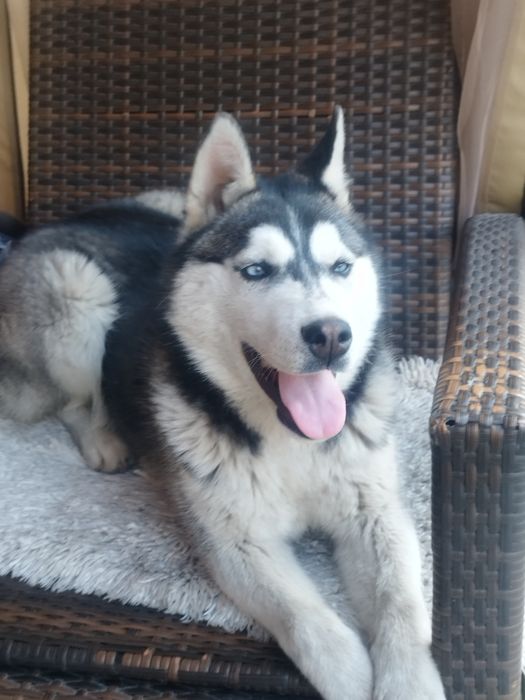 Продам Хаски четыре месяца.