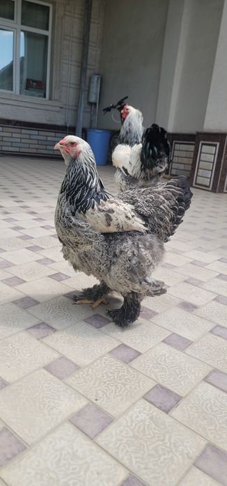 Brama tovu tuxumga kirgan