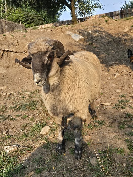 Mior de vânzare!