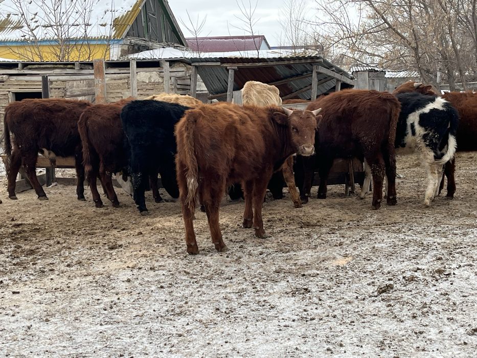 Баспактар сатылады