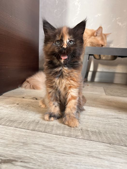 Продам Мейн Куна девочку