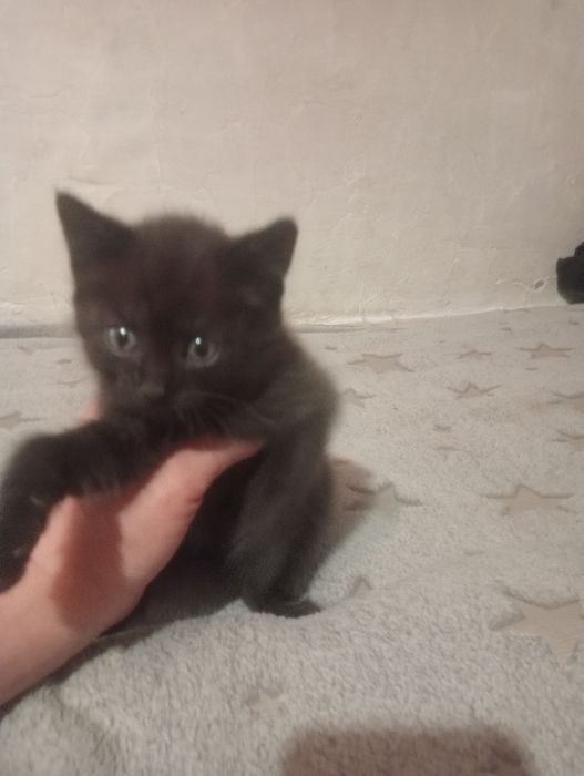 Продам котят британцы