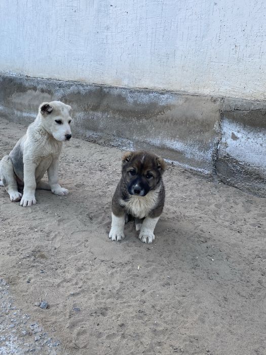 Тобет кушиктер сатылады