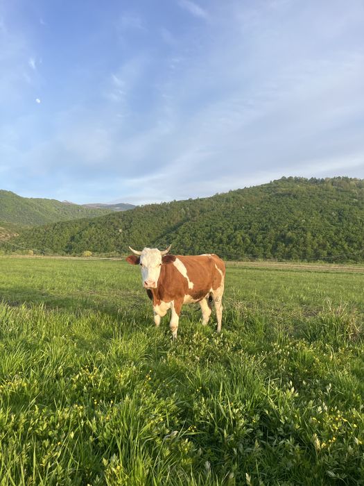 Vând junincă gestanta si vitea