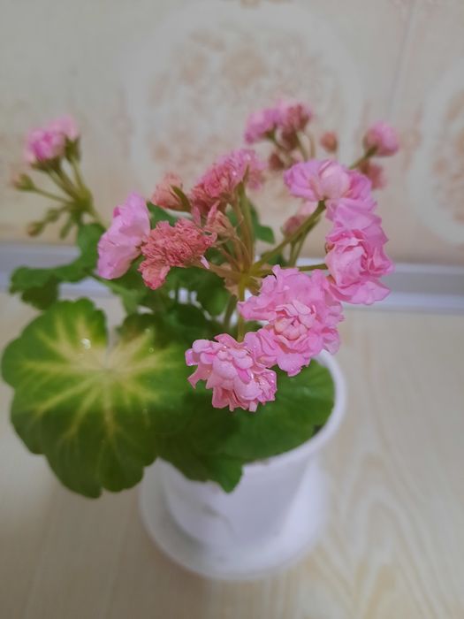Цветы   герань   .