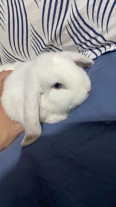 карликовый кролик