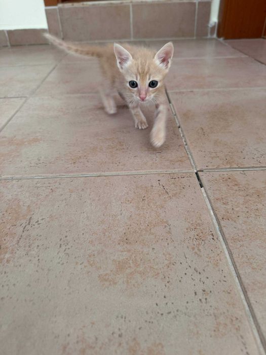 Котенца момче и момиче на 2 месеца търсят дом
