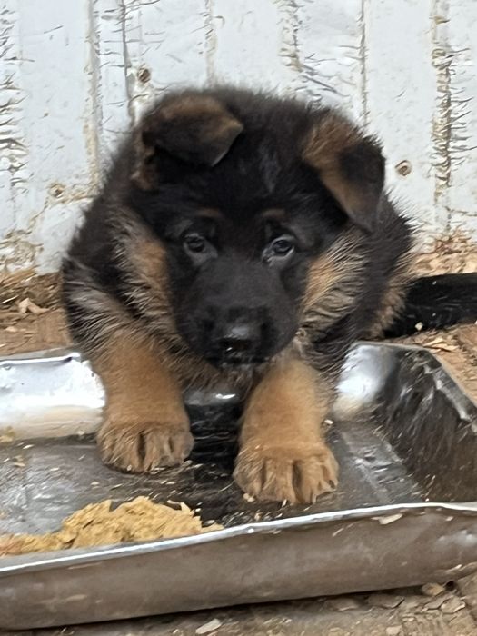 Шикарные щенки немецкой овчарки