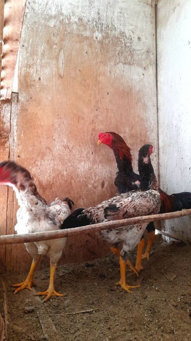 Ekaterina Guseva ishtirokidagi erotik sahnalar