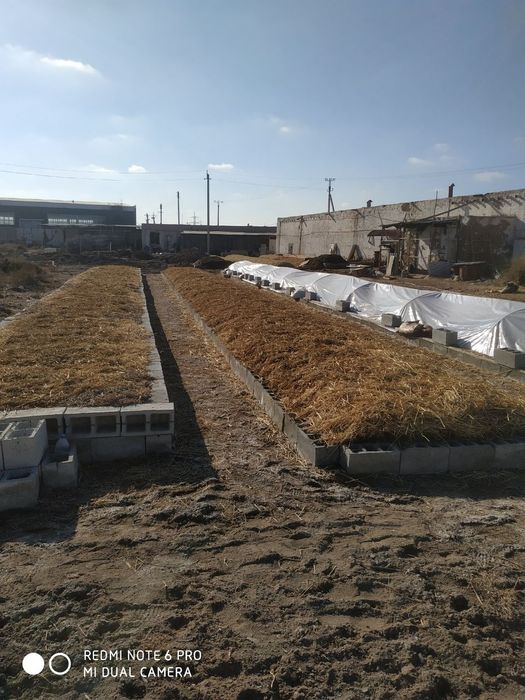 Олий навли Биогумус сотамиз тулов нахт, пластик, клик