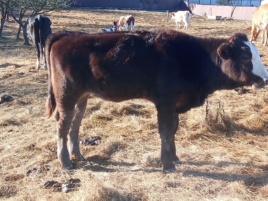 Vând trei vițele Angus