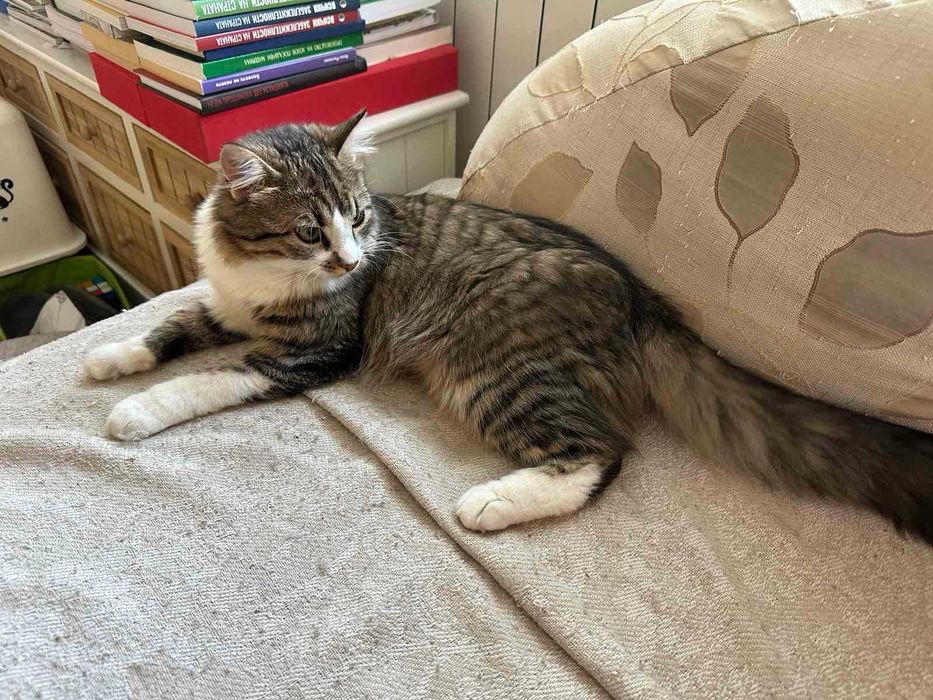 Коте за осиновяване