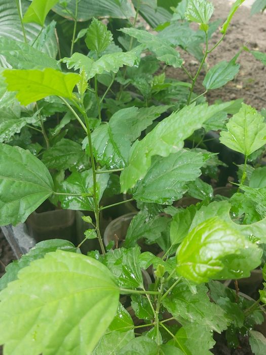 Гибискус травянистый