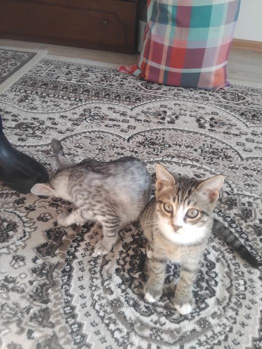 Котята от сиамской кошки