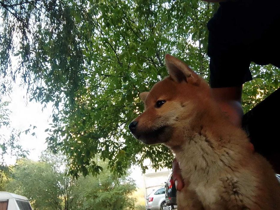 Шиба ину кученце