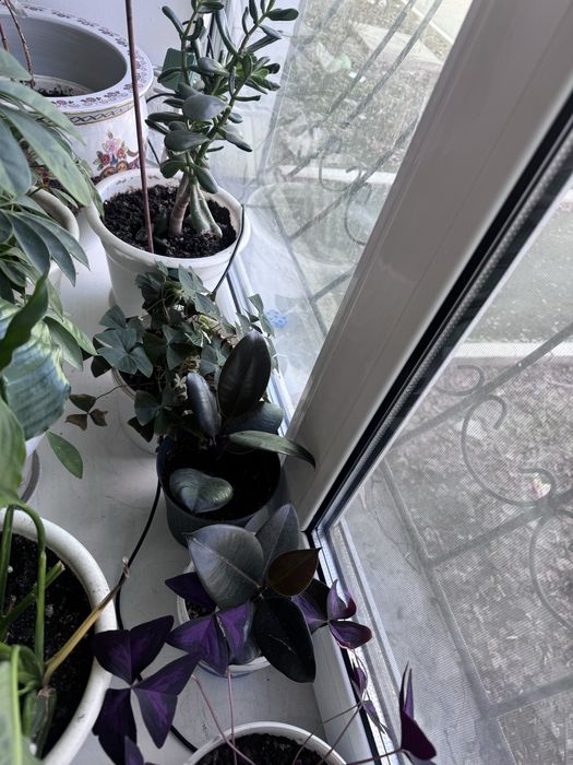 Драцена, шеффлера, бабочки два вида