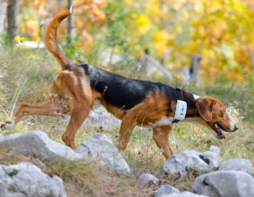 GPS за коне,кучета тракер с БЕЗПЛАТНО онлайн проследяване водоустойчив