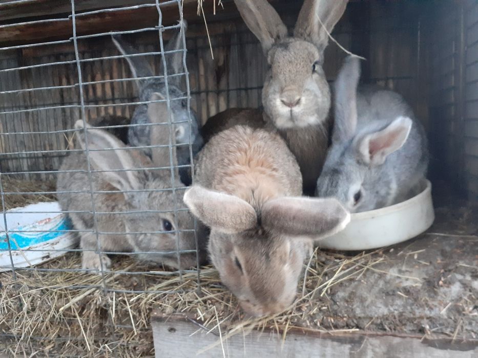 Продаю кроликов на развод