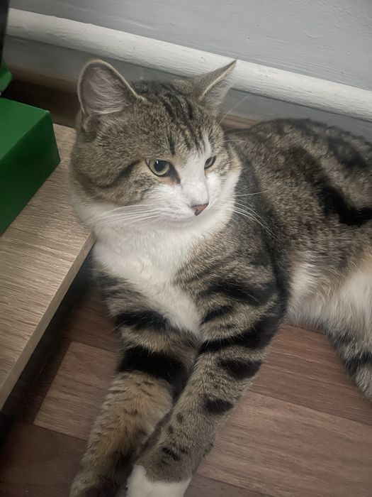 Отдам в добрые руки кота