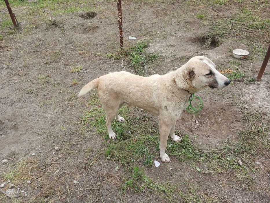 Cupon kuchuk pagodas.