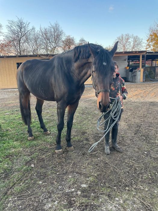 Armăsar de monta KVPN