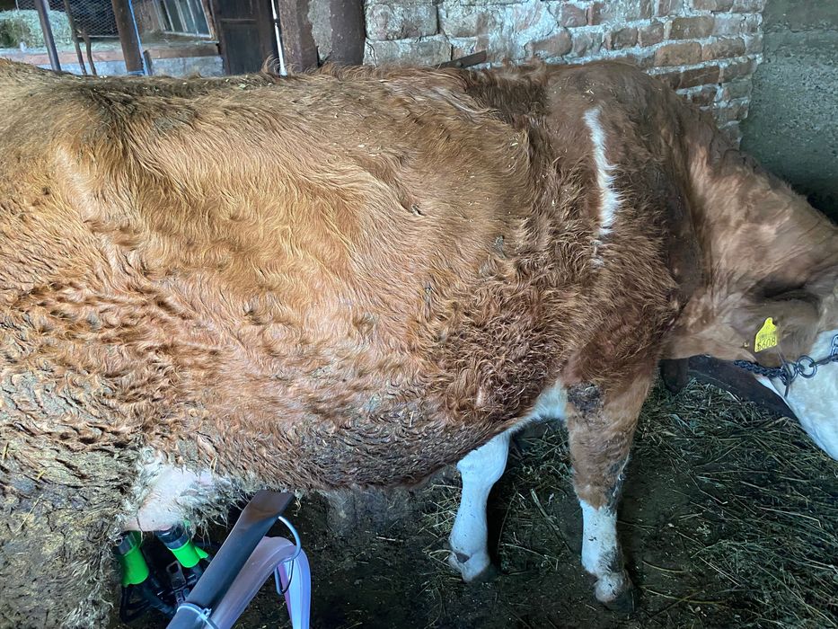 Vând 3 vaci și 2 vitele