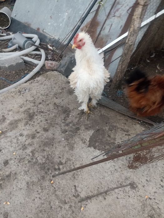 Vând cocoș de rasa ciufuliți