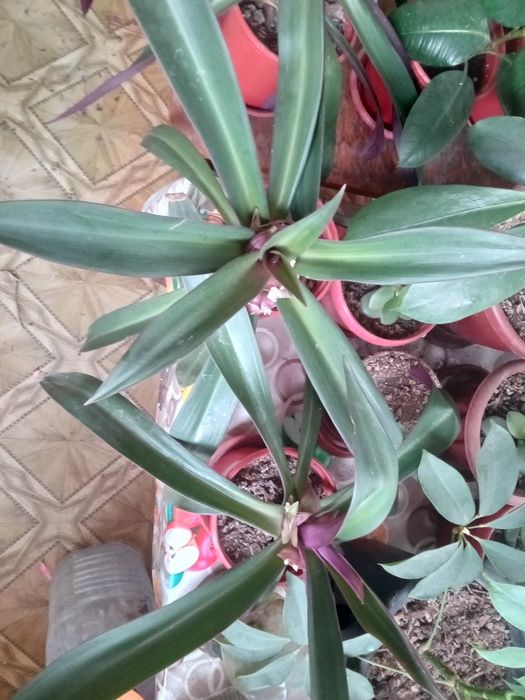 Традесканция покрывальчатая, Рео