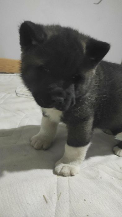 Akita american 2 băieți
