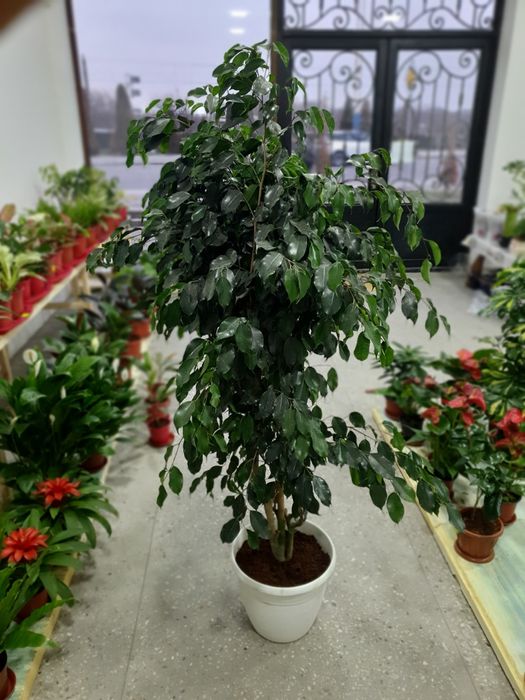 Benjamin бенжамин