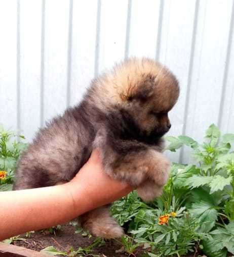 Продаются щенки шпица