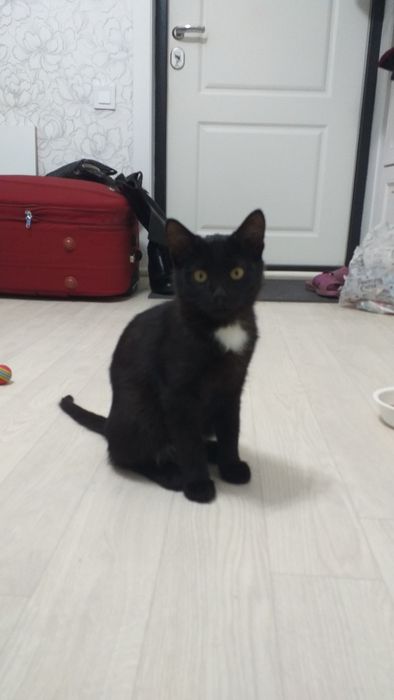 Отдам котёнка в добрые руки