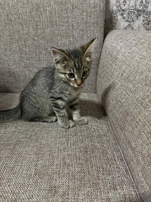 Отдам котят в добрые руки.