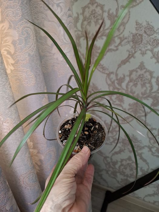 Покормите хомяка, цены в копилочку