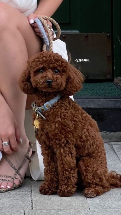 Бронь щенков мини пуделя