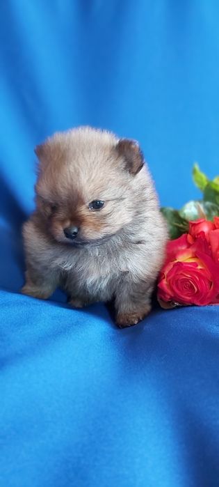 Шпицы рыжие щенки