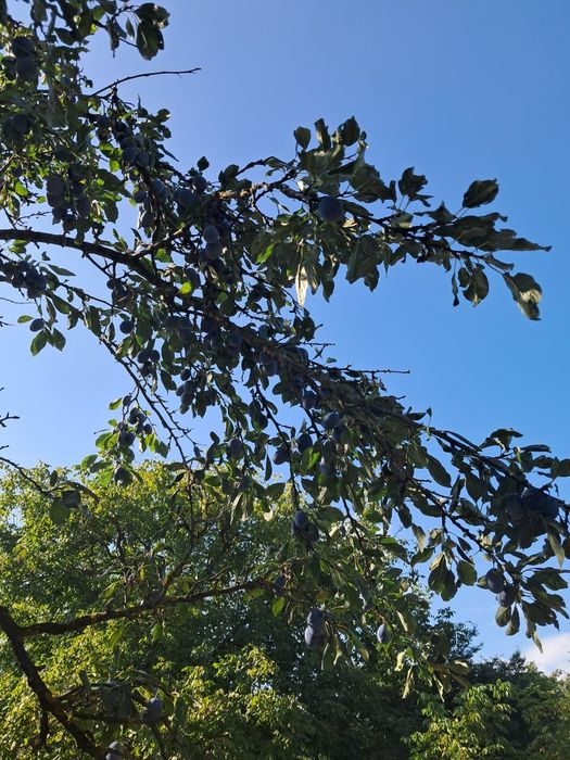 Prune de vanzare