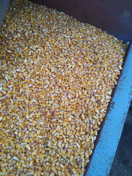 Vând porumb boabe