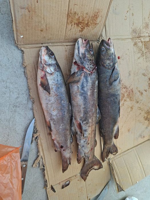 СВЕЖЫЕ ФАРЕЛЬ по 3000тг за кг