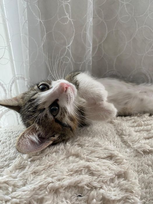 Котята срочно ищут дом