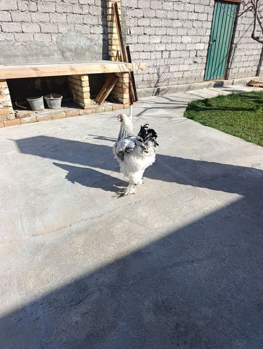 Продам Брама светлая