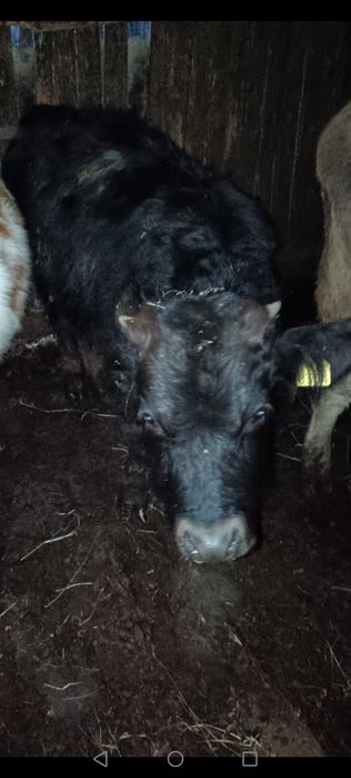 2 viței și o junincă