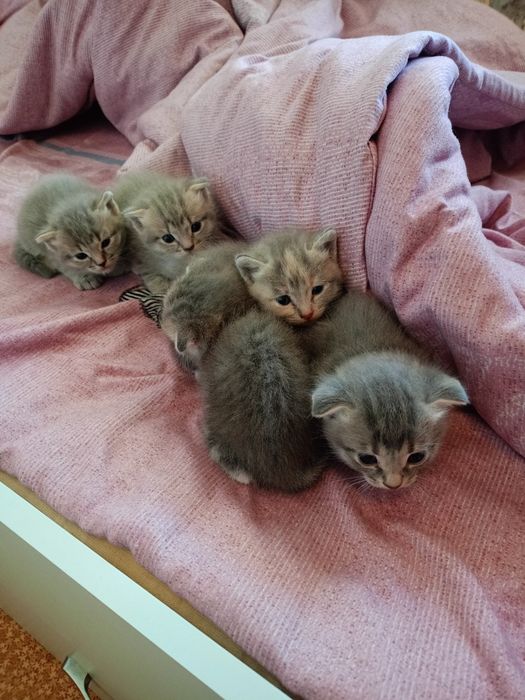 Продам котят вислоухие.