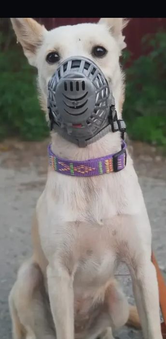 Отдам суку дворнягу