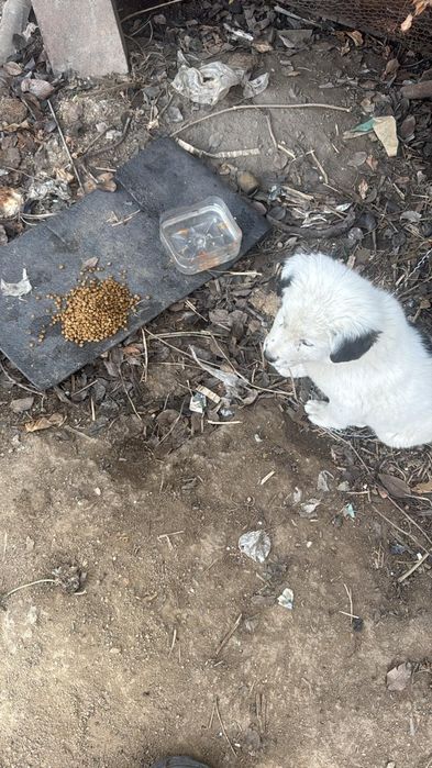 Пропала собака ЗАРЯВАСТОК