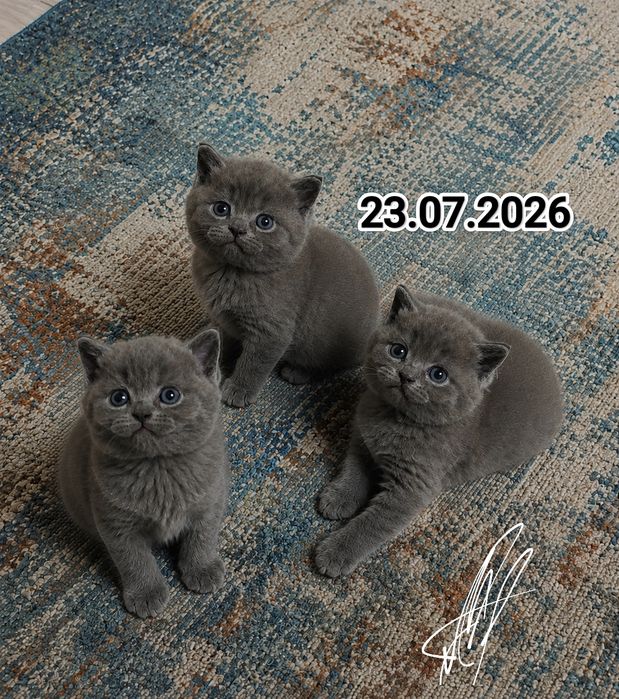 Британские котята